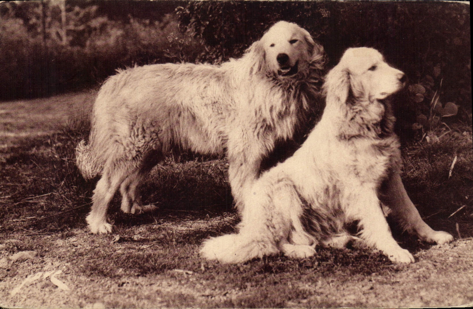 CPA Chiens des Pyrenees Chien Gardiens de troupeaux contre l'ours