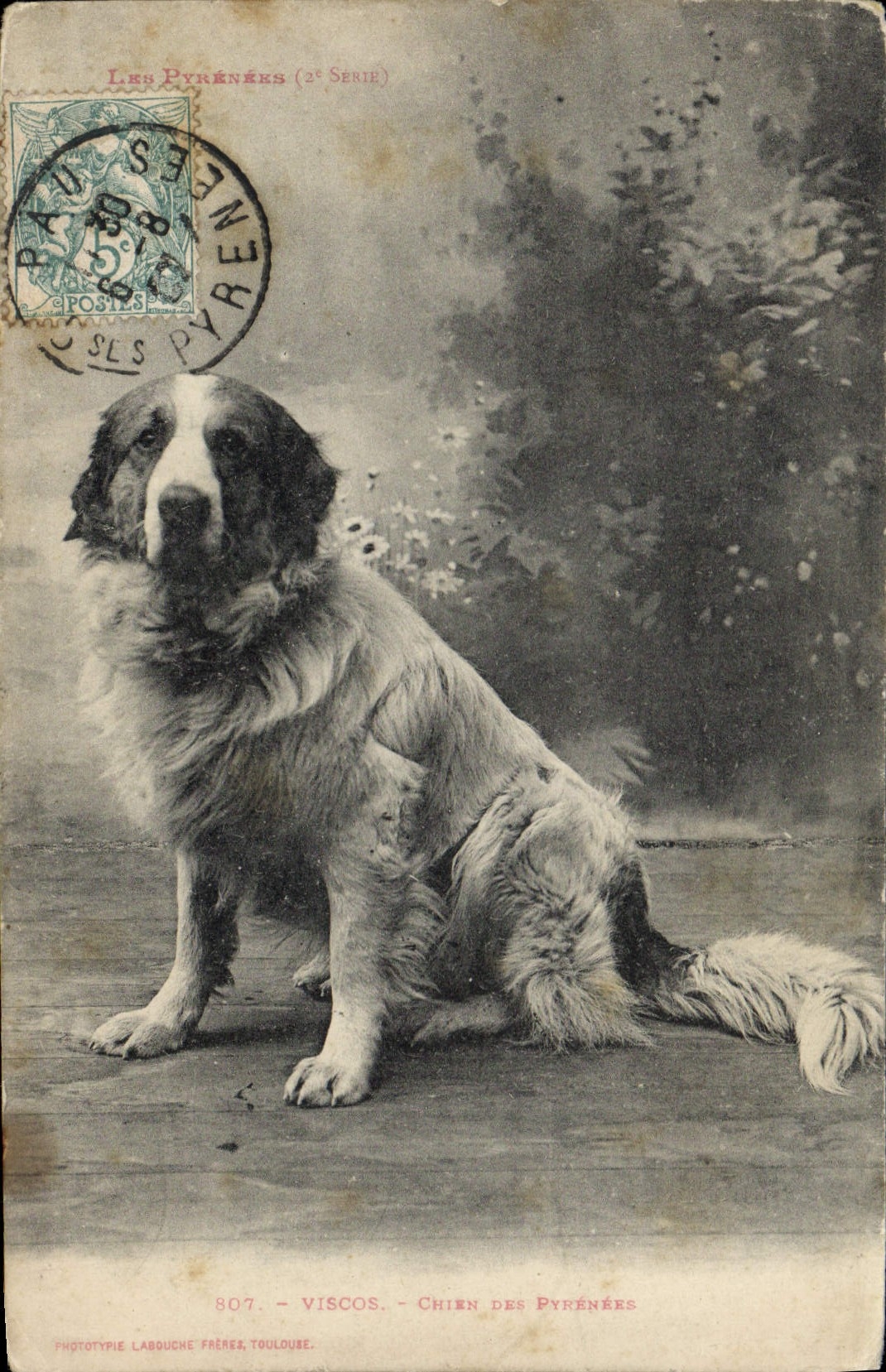 Vintage Postcard Dogs Dog of the Pyrenees Viscos
