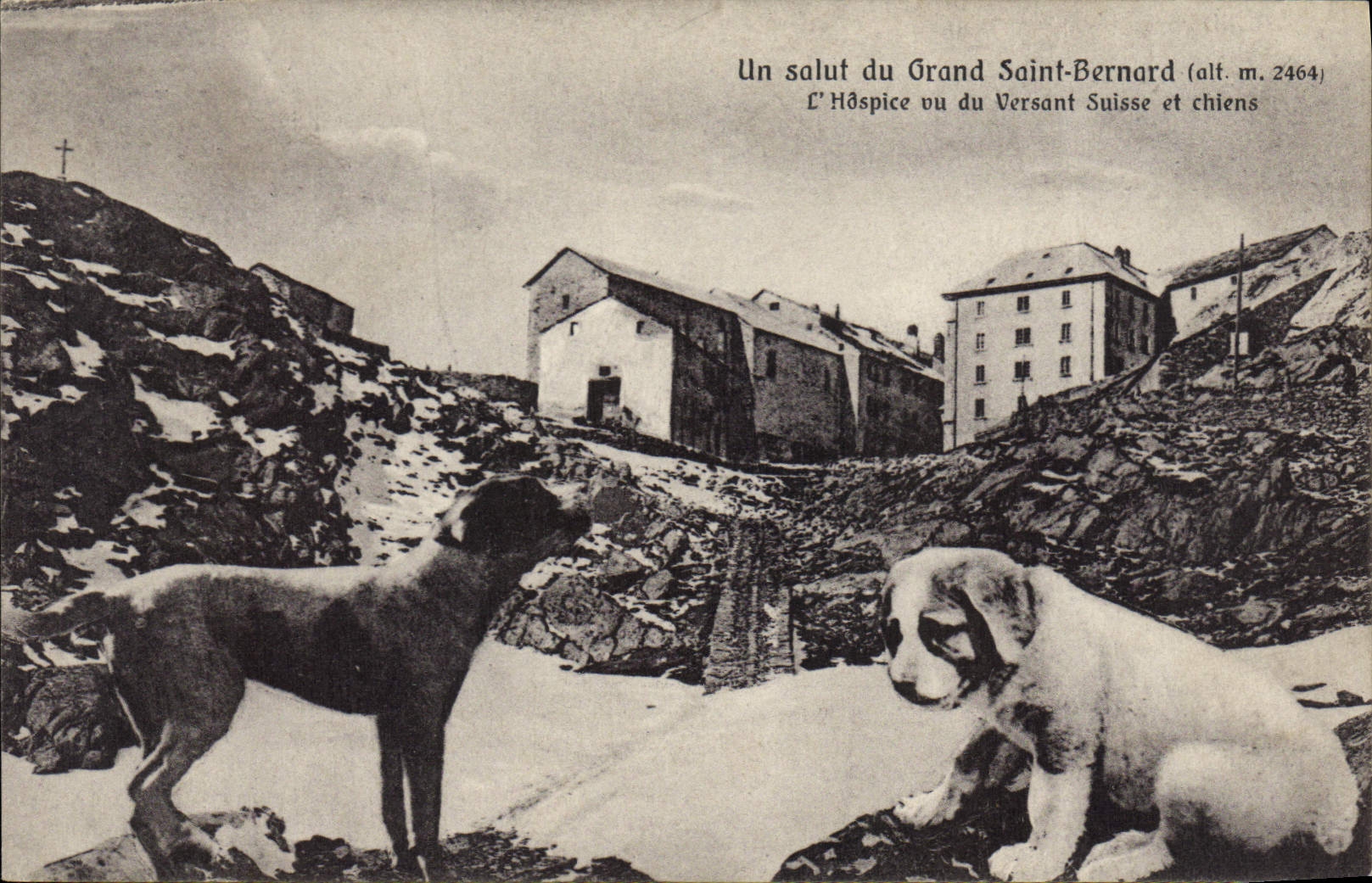 CPA Chiens Chien Grand Saint Bernard L'hospice vu du versant Suisse et chiens 