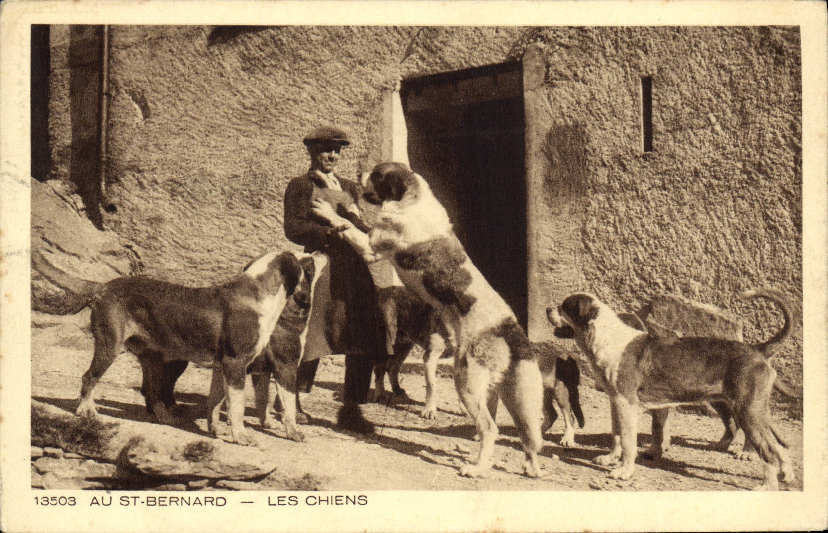 CPA Au St Bernard Les Chiens Chien 