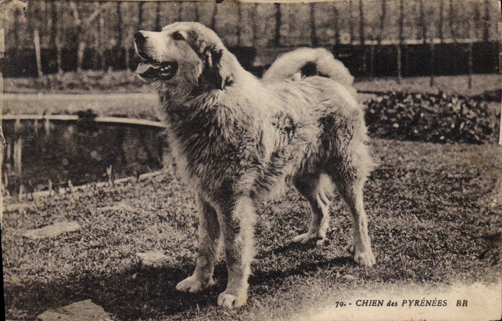 CPA Chiens Chien des Pyrenees 