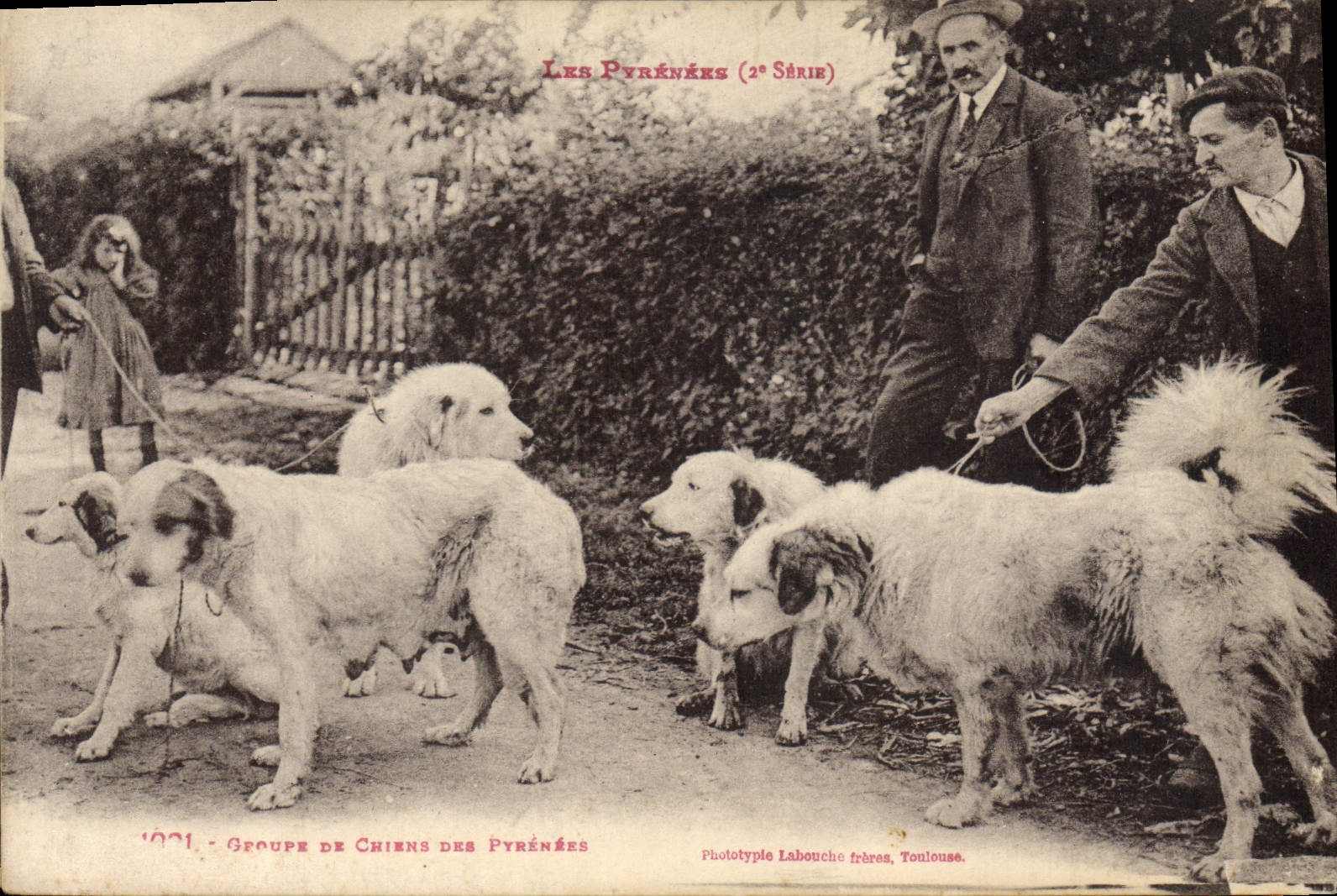 CPA Chien Chiens des Pyrenees 