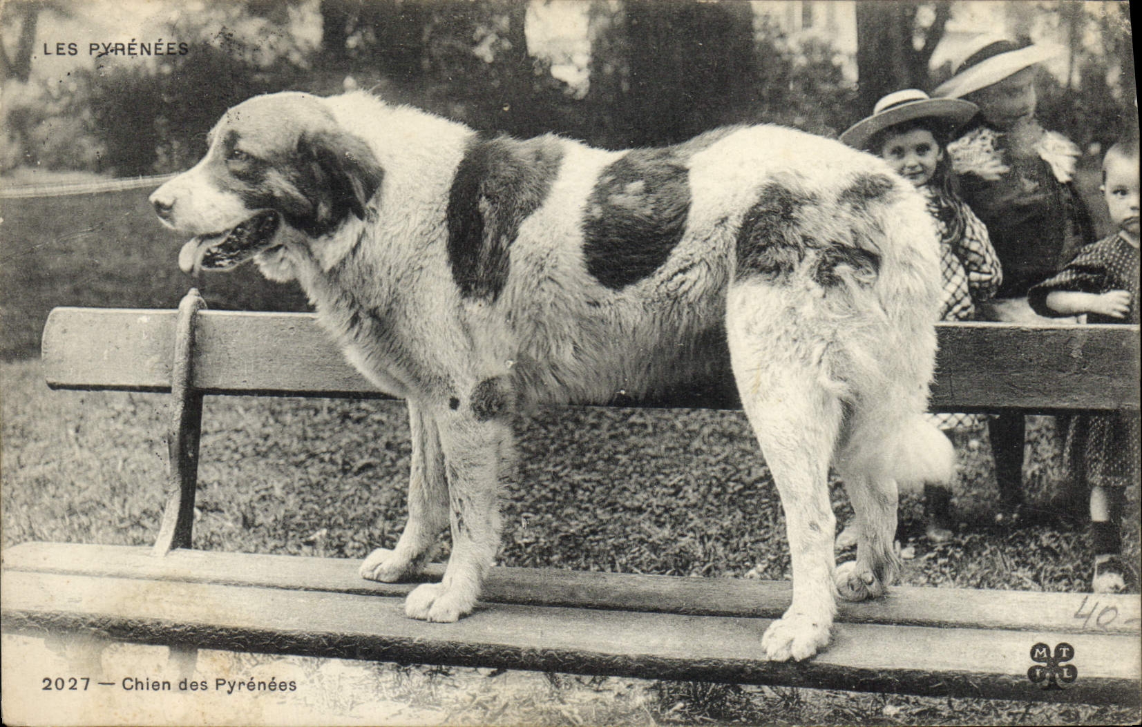 CPA Chiens Chien des Pyrenees 