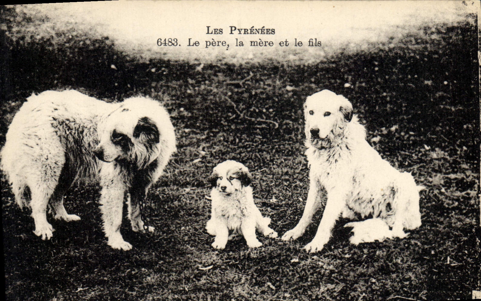 CPA Chiens Chien Les Pyrenees Le pere la mere et le fils