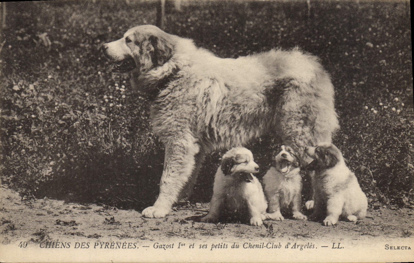 CPA Chiens des Pyrenees Gazost 1er et ses petits du Chenil Club d'Argeles Chien 
