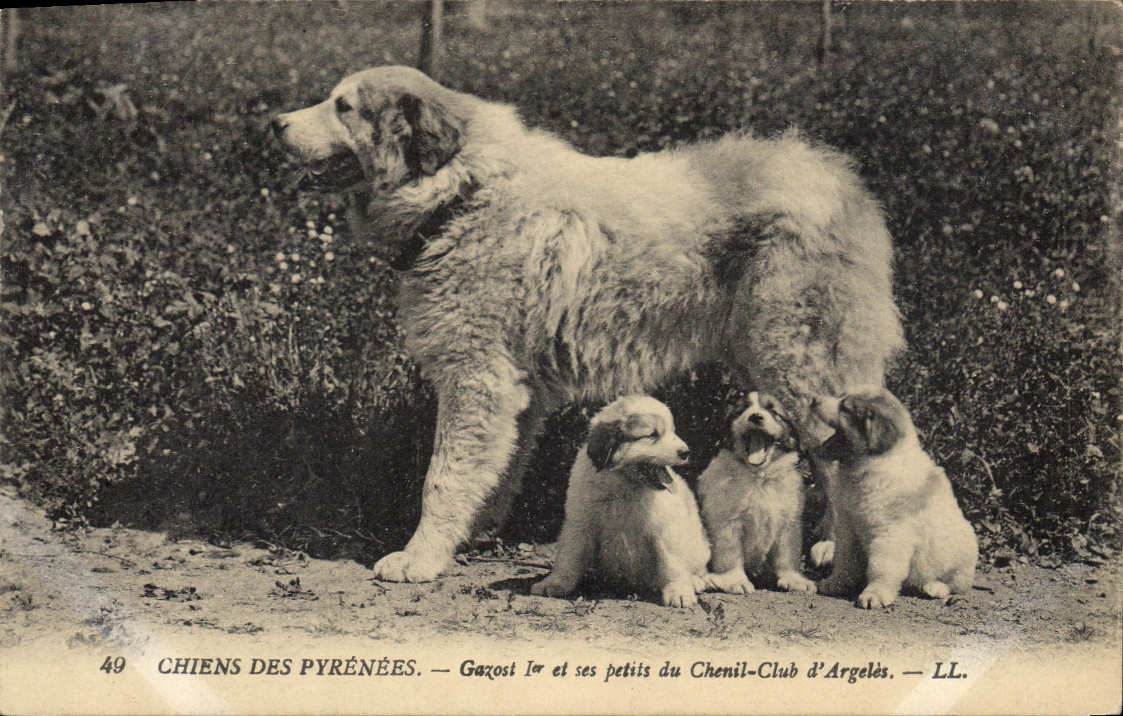 CPA Chiens des Pyrenees Gazost 1er et ses petits du Chenil Club d'Argeles Chien