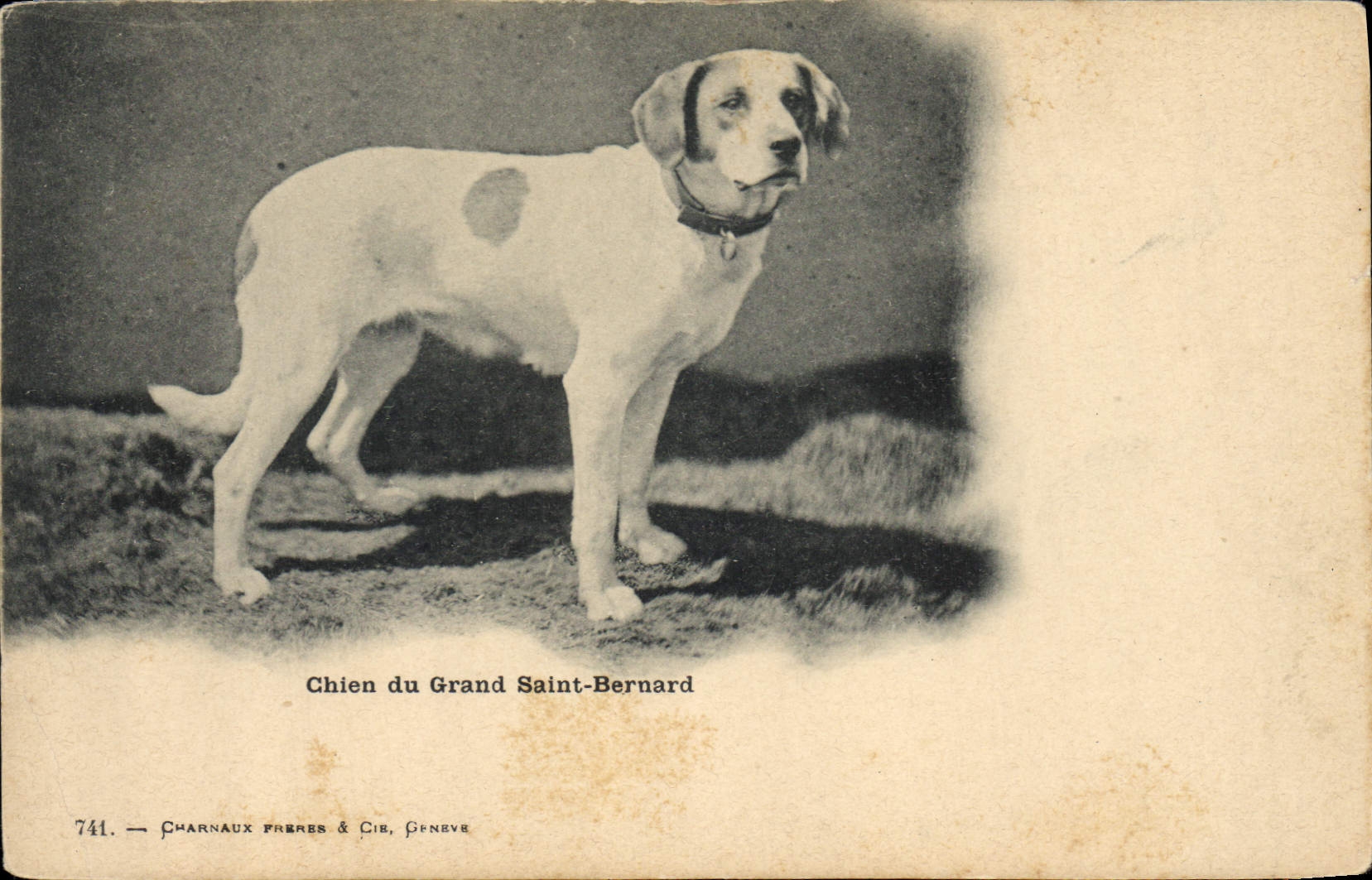 CPA Chiens Chien du Grand St Bernard