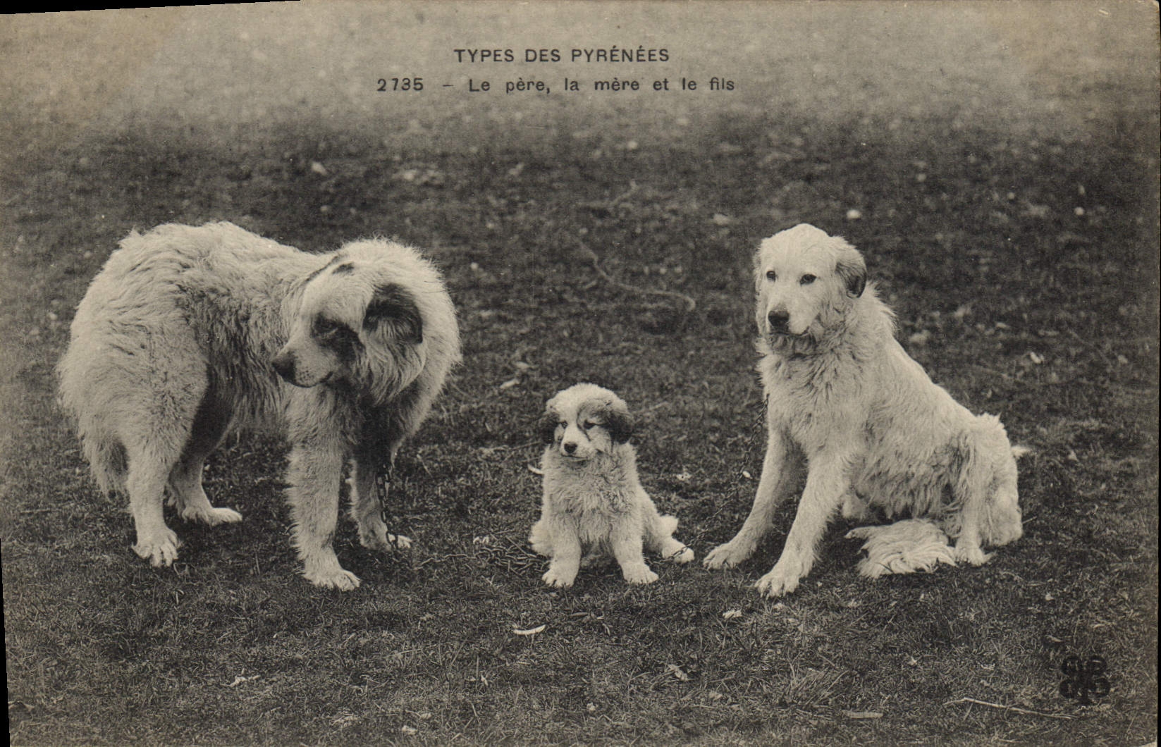 CPA Chiens Chien Pyrenees Le pere La mere et le fils 