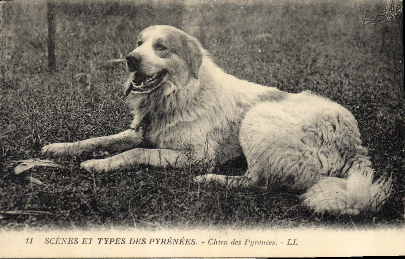 CPA Chiens Chien des Pyrenees 