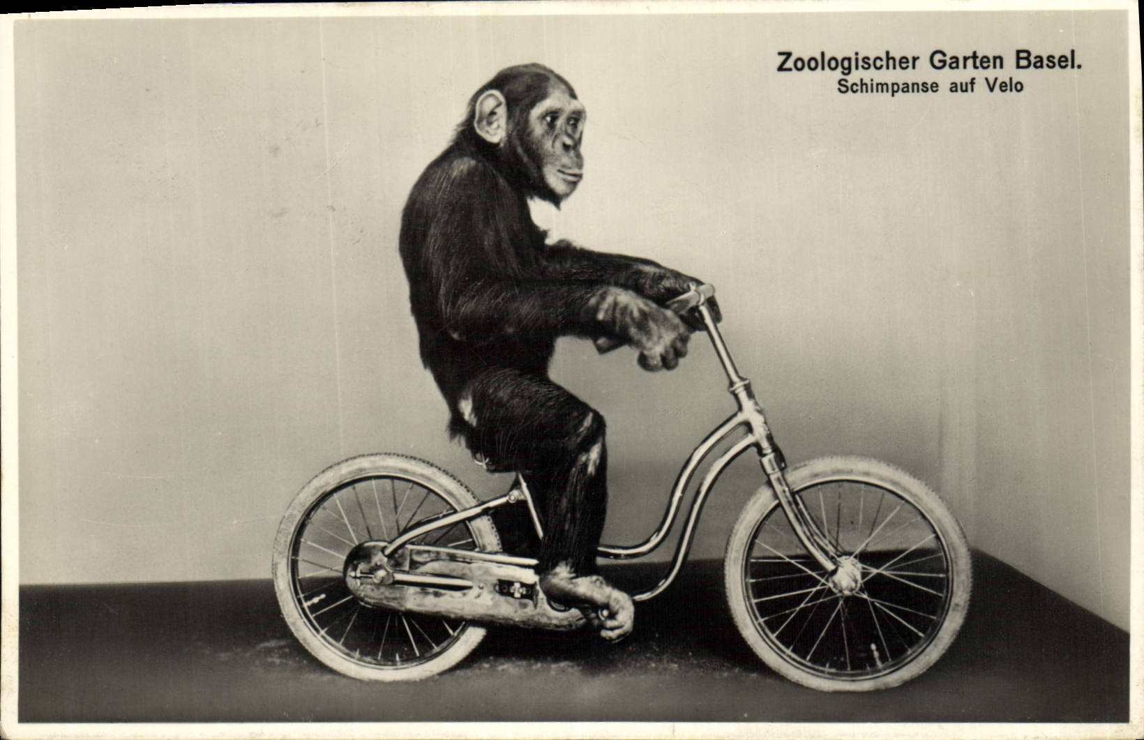 Vintage Postcard Zoologischer Garten Bassel Velo Cycles Monkey