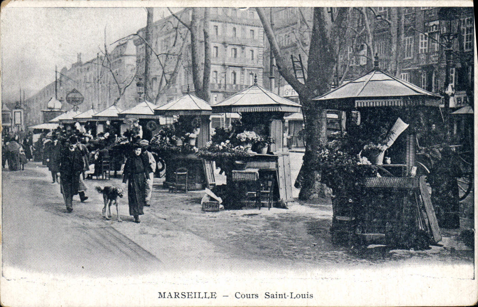 CPA Chien Chiens Marseille Cours Saint Louis Levrier 