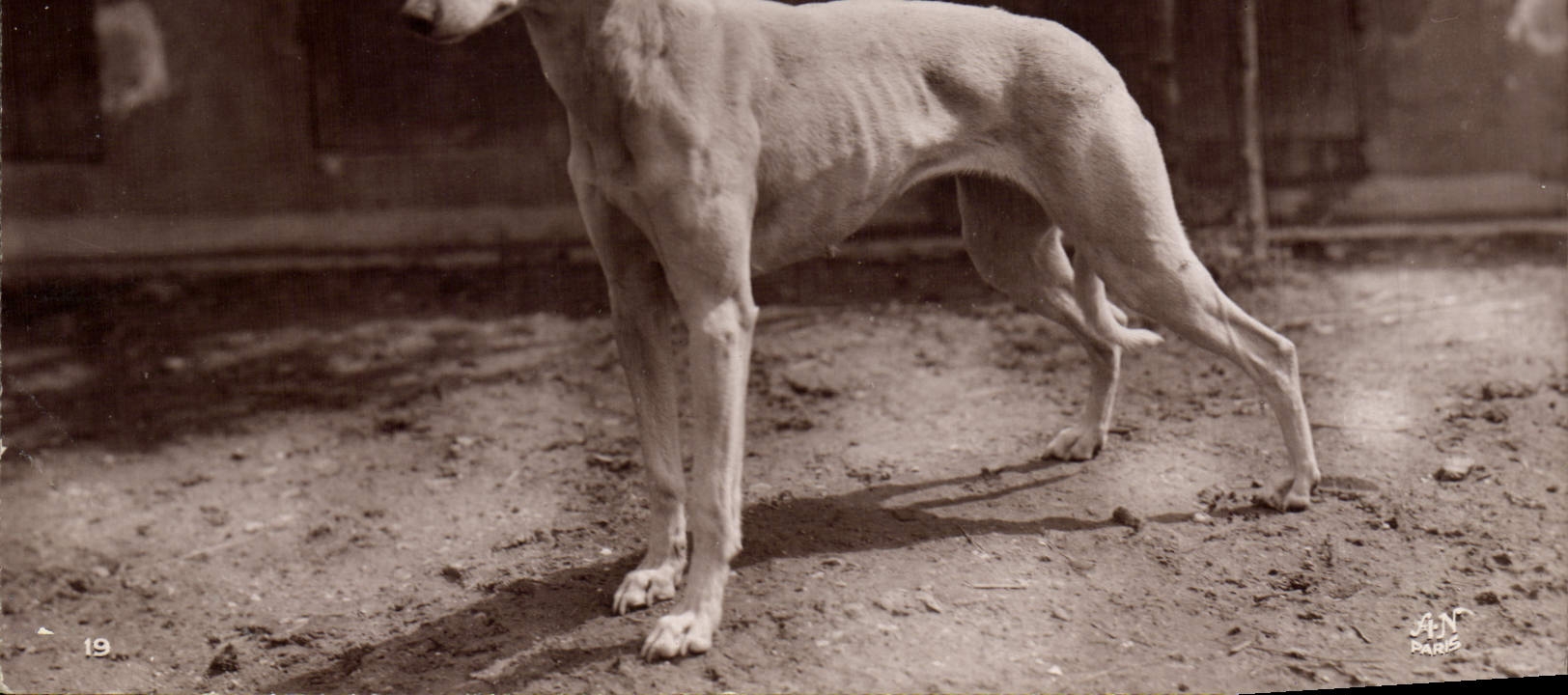 CPA Chien Chiens Levrier whippet Belle Elevage de Changis 