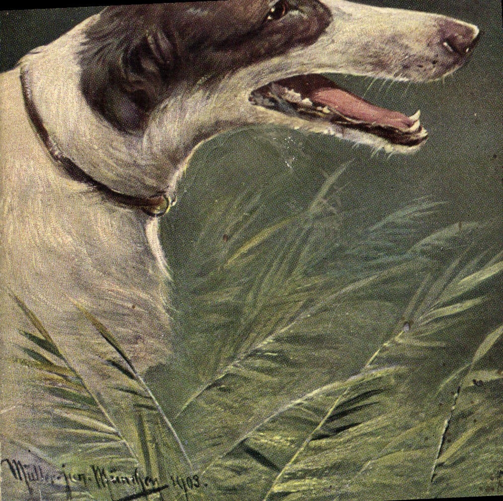 CPA Chien Chiens Levrier 