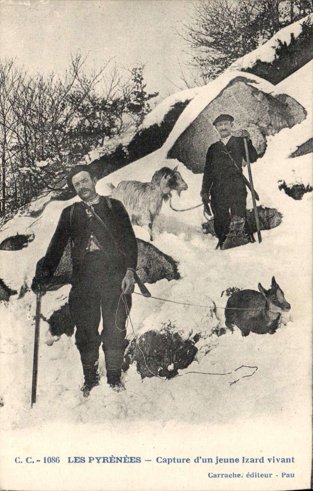 CPA Chasse Pyrenees Capture d'un jeune izard vivant Chevre TOP