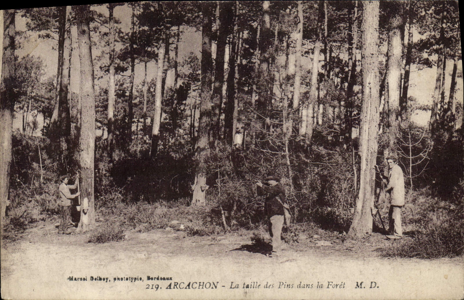 CPA Chasse Arcachon La taille des pins dans la foret