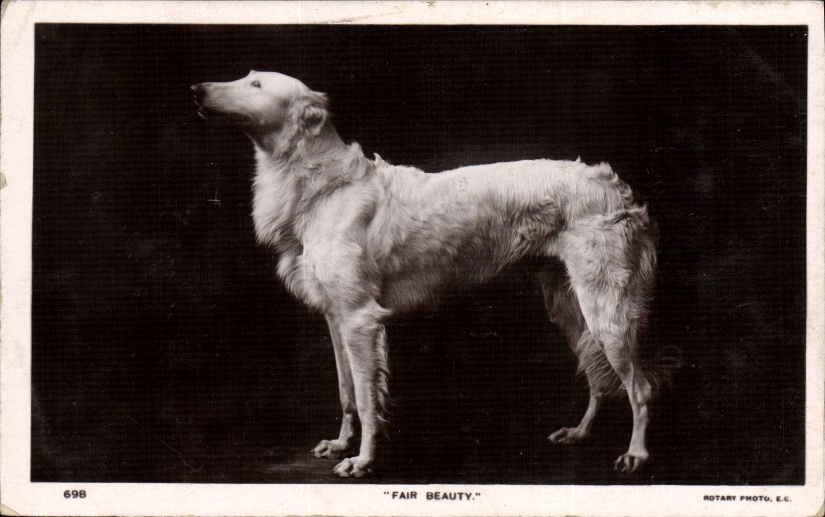 CPA Chien Chiens Fair Beauty 