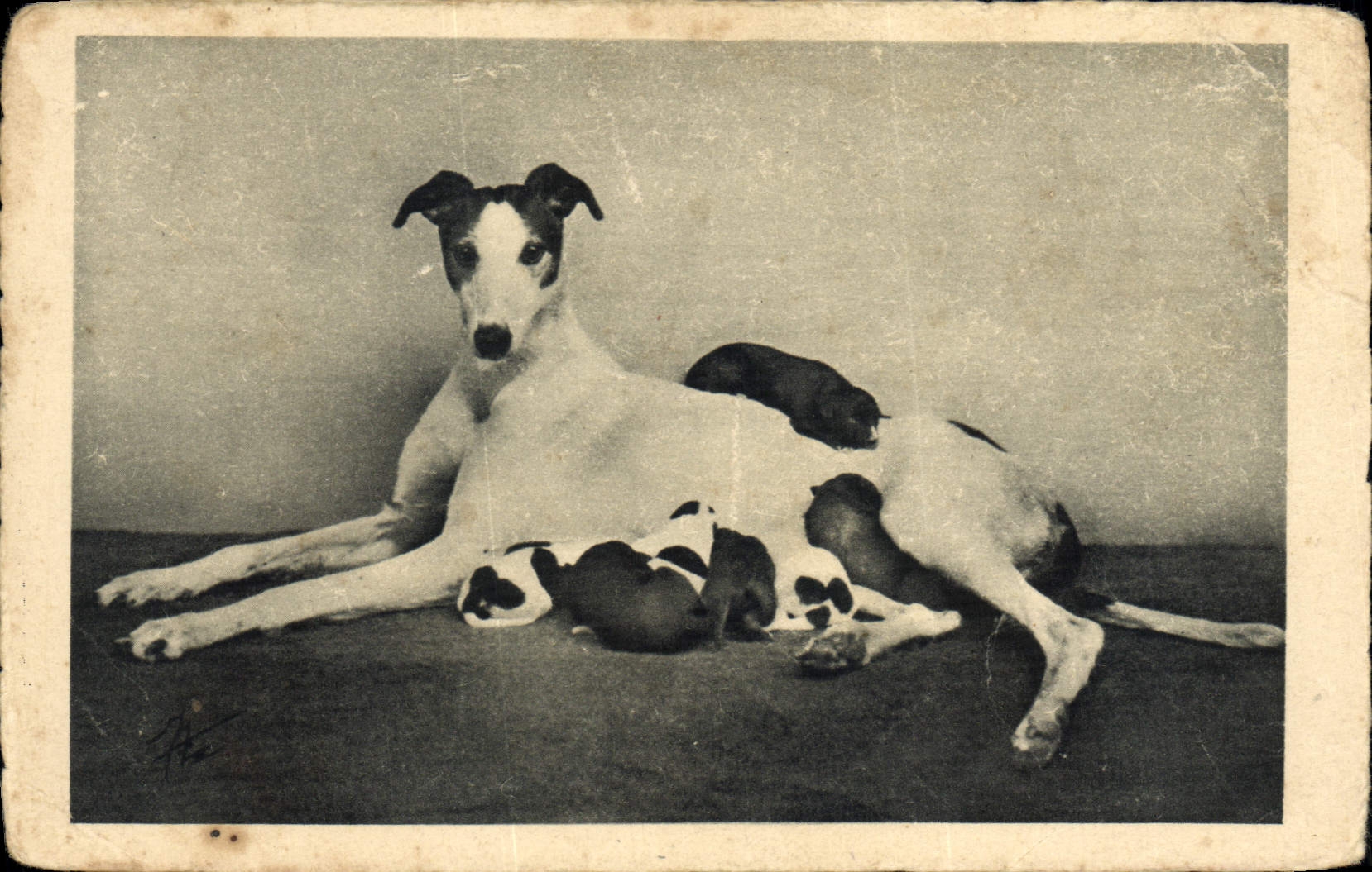 CPA Chien Chiens