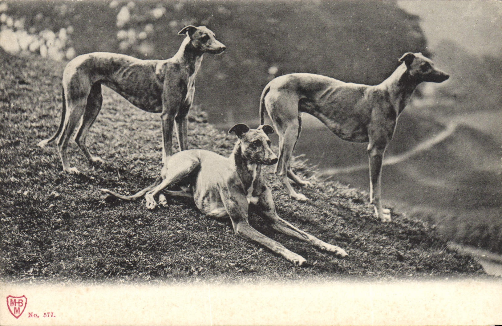 CPA Chien Chiens 