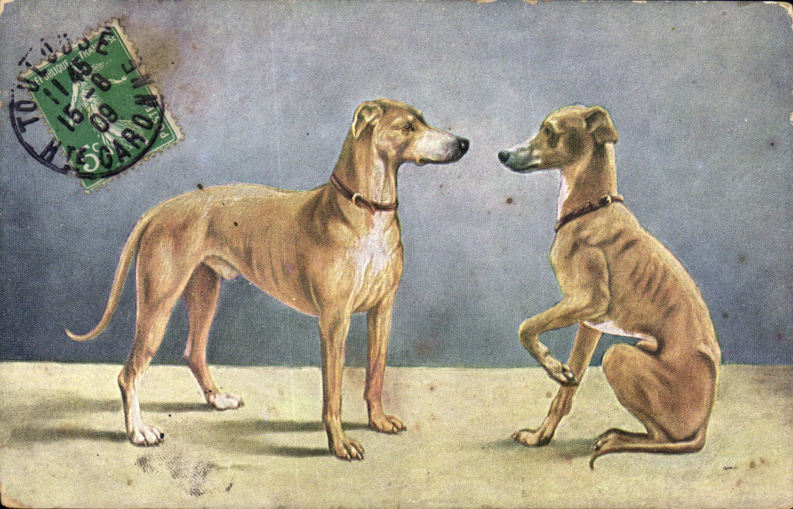 CPA Chien Chiens Levrier 