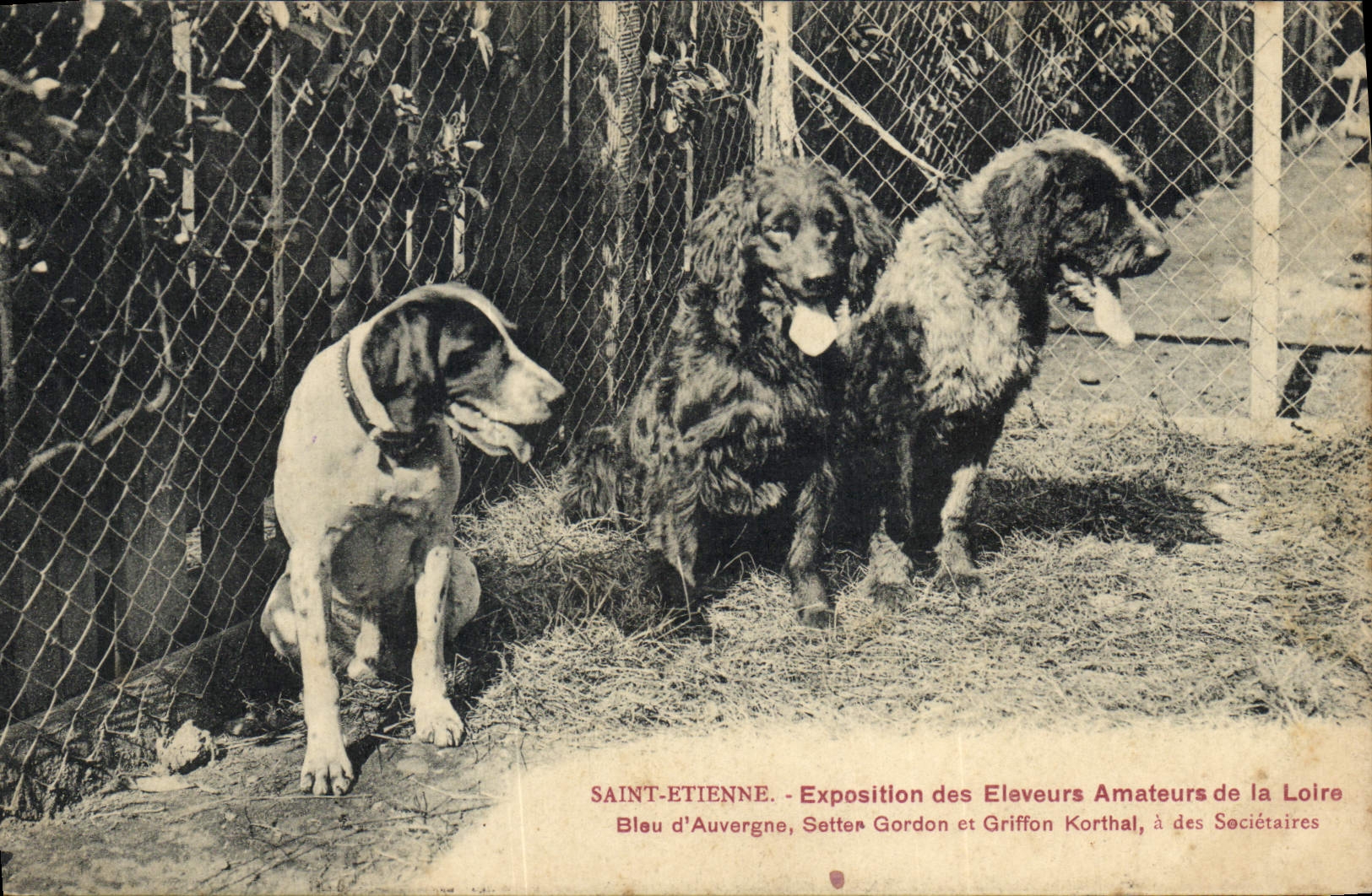 CPA Chien Chiens Saint Etienne Exposition des eleveurs amateurs de la Loire Bleu d'Auvergne Setter Gordon Griffon Korthal TOP 