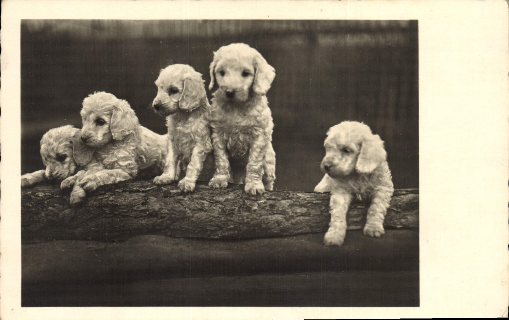 CPA Chien Chiens 