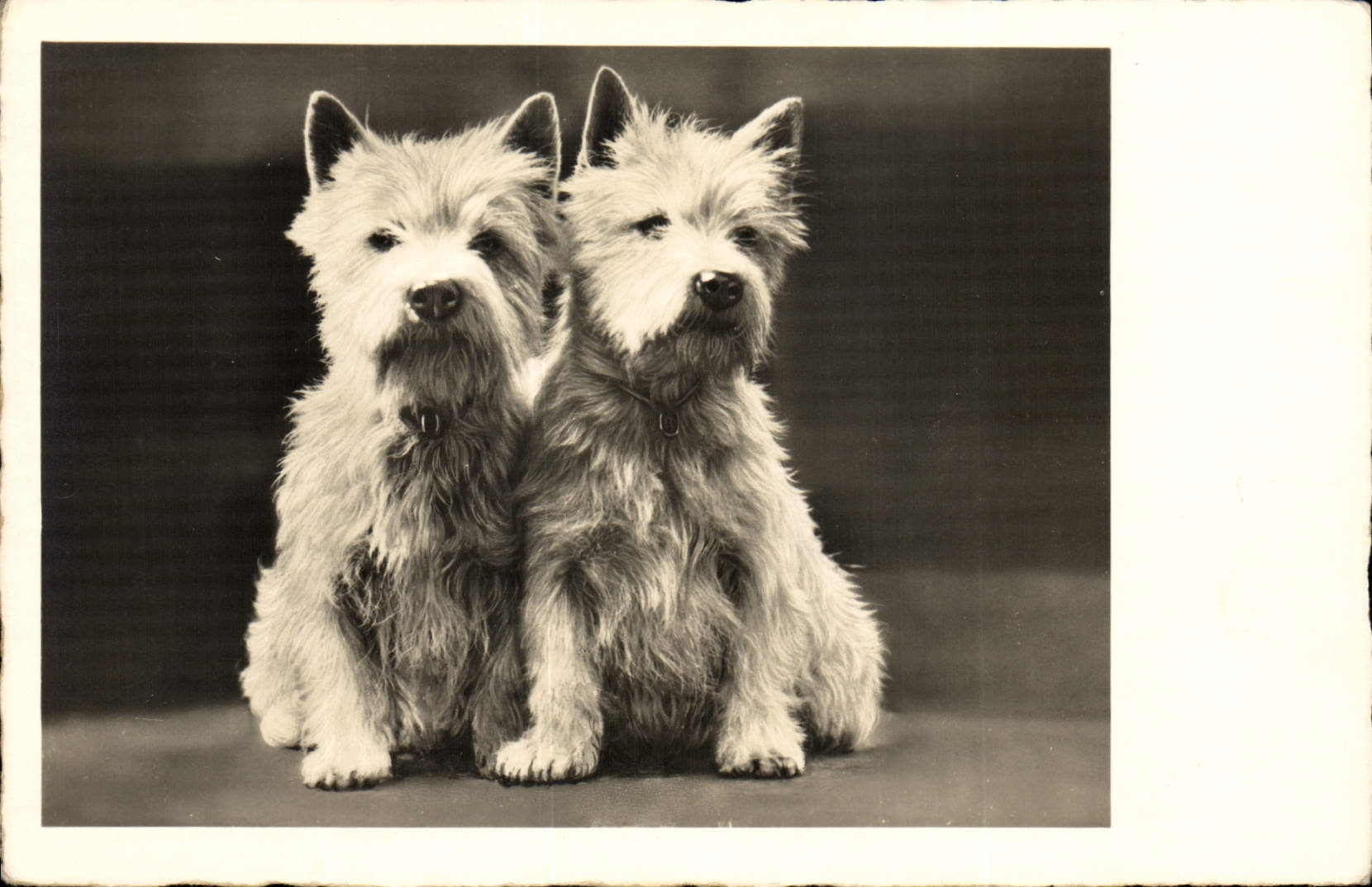 CPA Chien Chiens 
