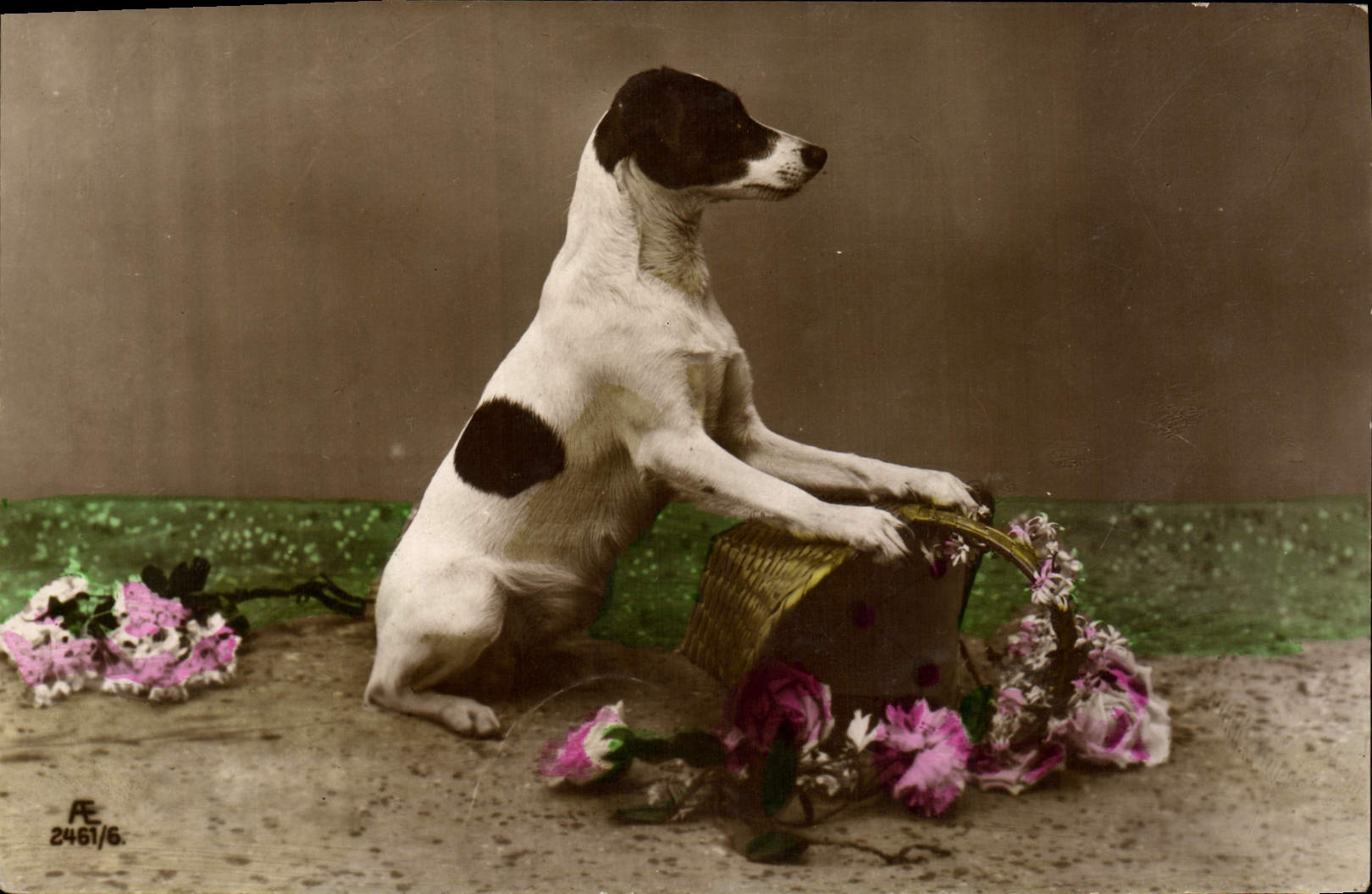 CPA Chiens Chien 