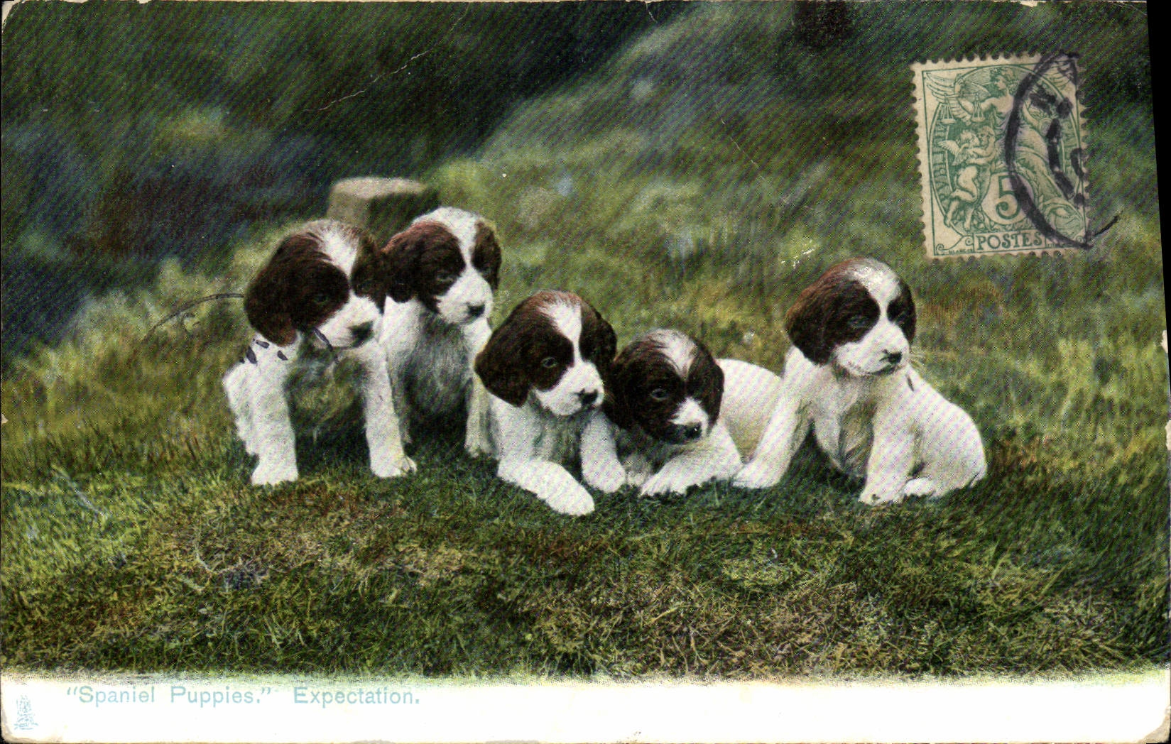CPA Chiens Chien Spaniel Puppies Expectation