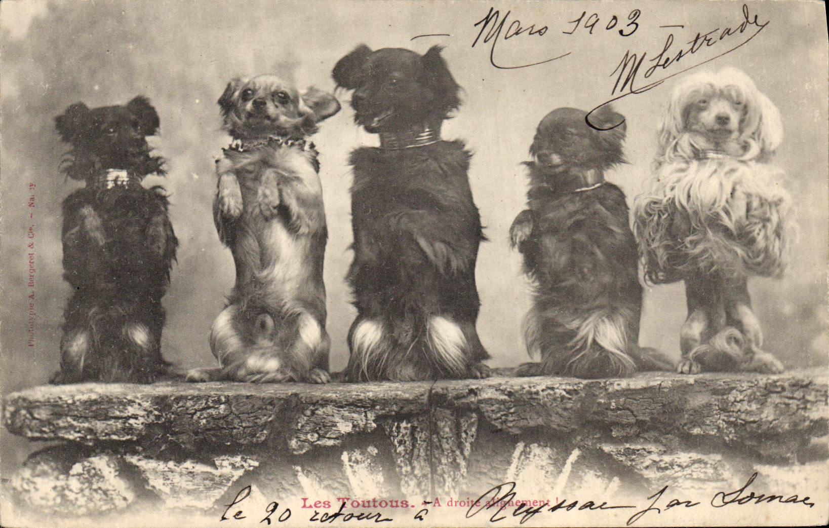 CPA Chiens Chien Les toutous A droite alignement 