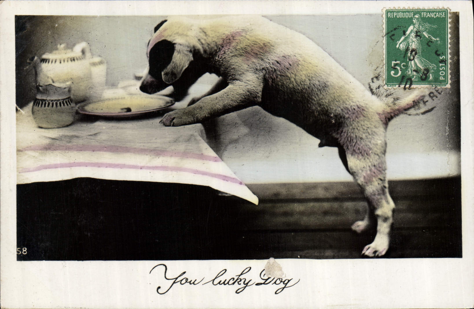 CPA Chiens Chien 