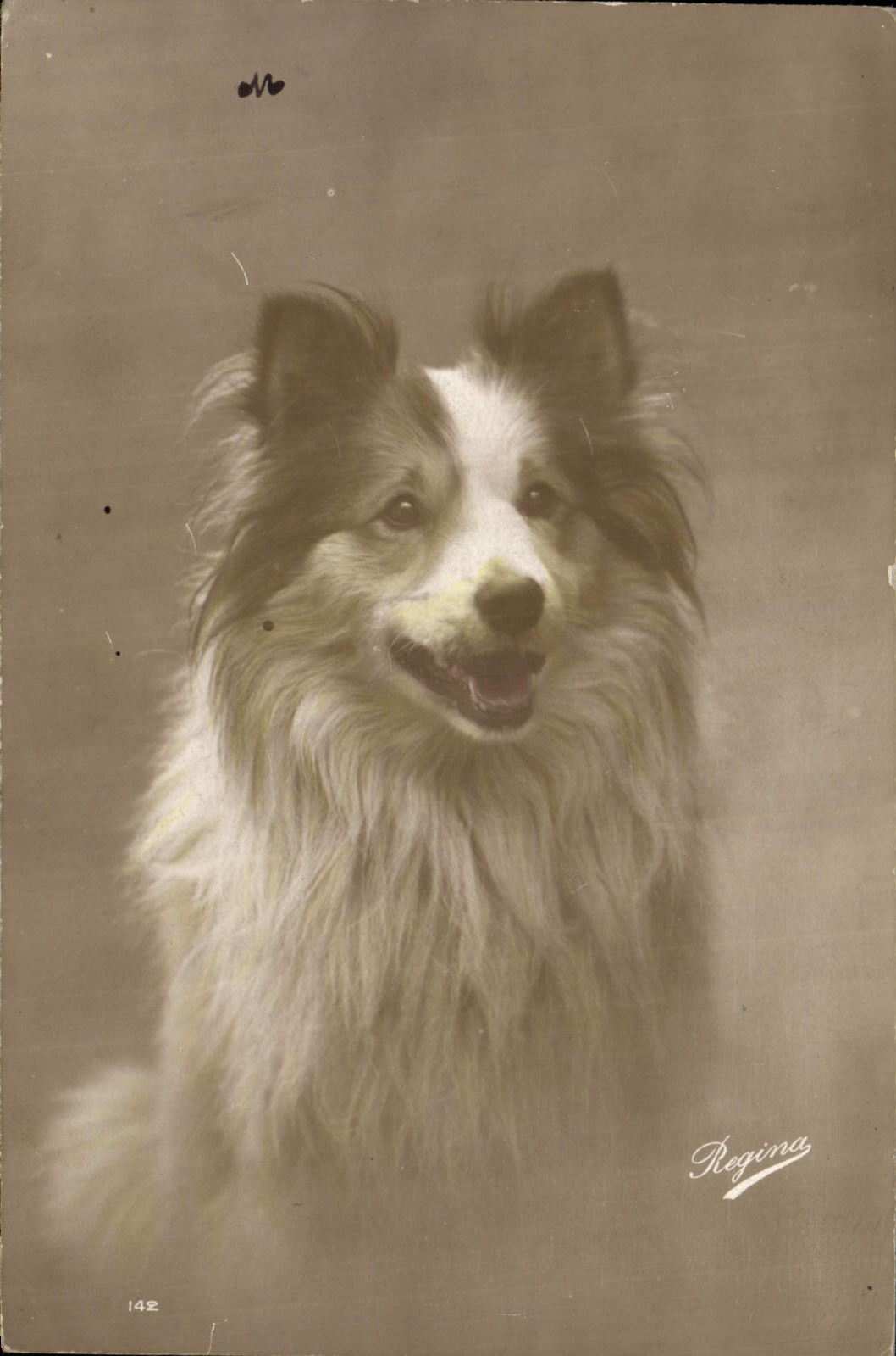 CPA Chiens Chien 