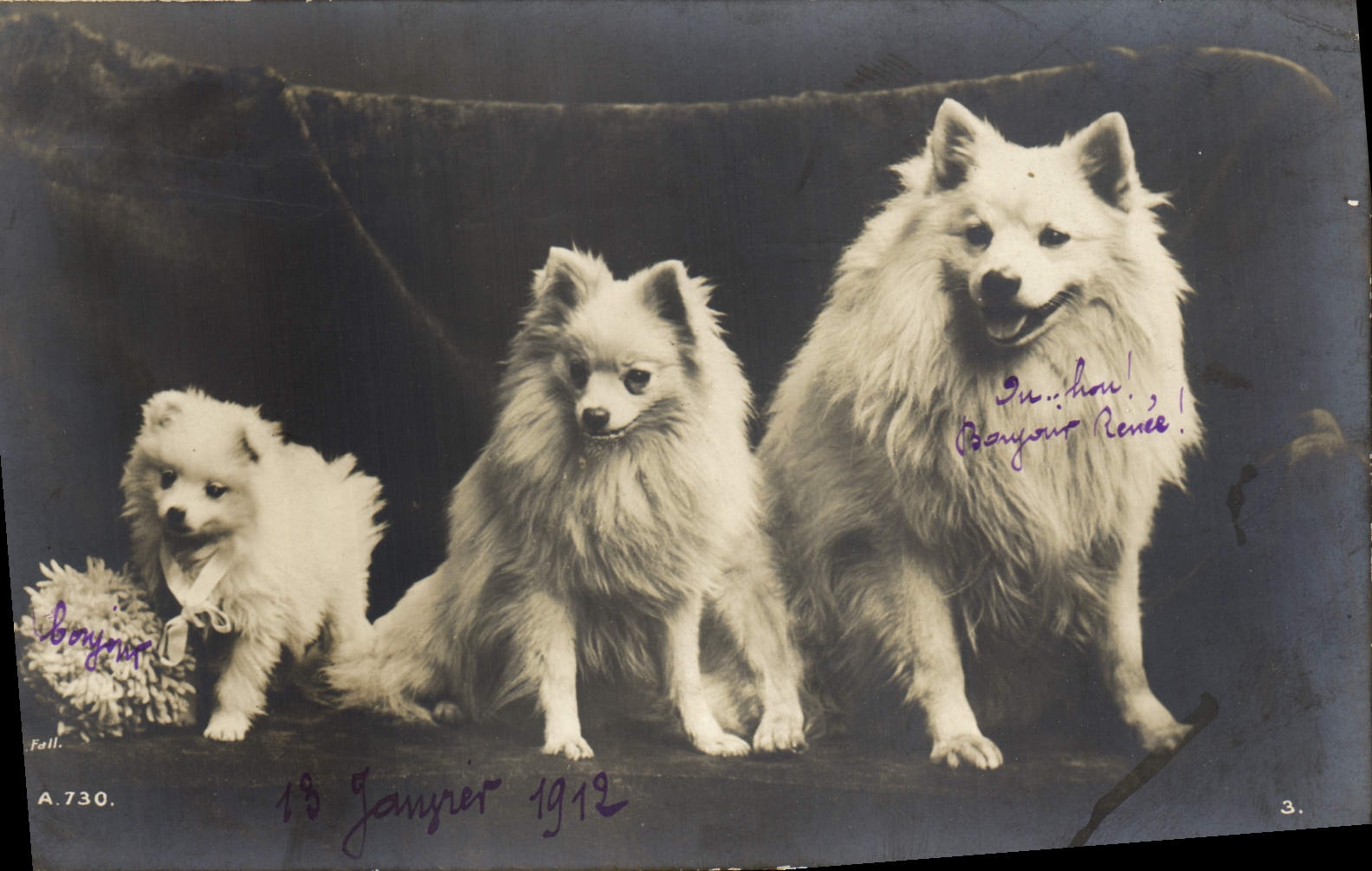 CPA Chiens Chien 