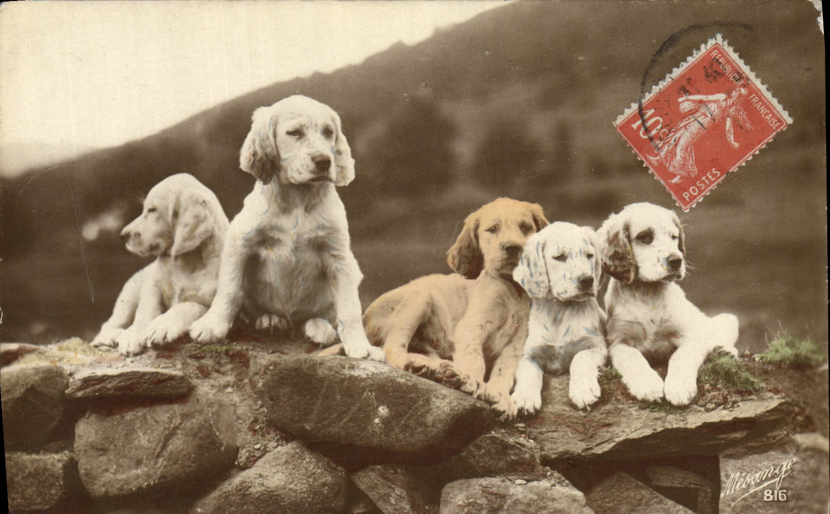 CPA Chiens Chien 