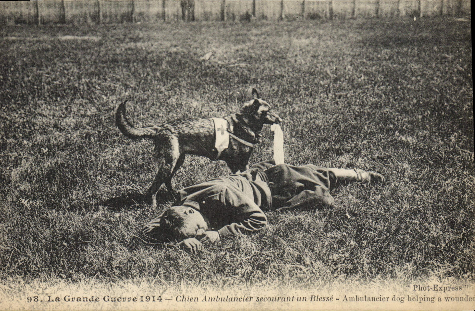 CPA Chiens Chien ambulancier secourant un blesse Militaria Croix Rouge