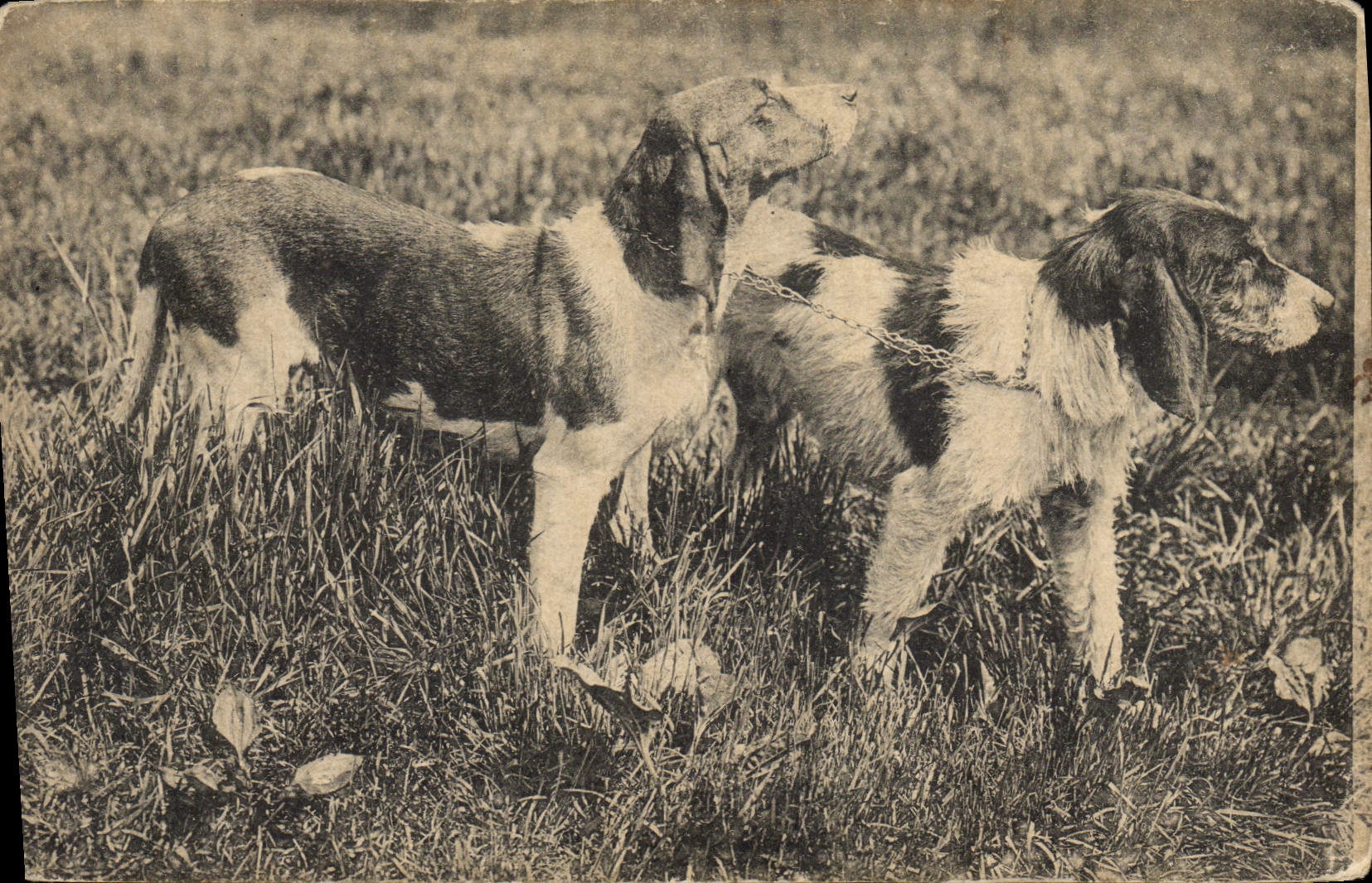 CPA Chiens Chien 