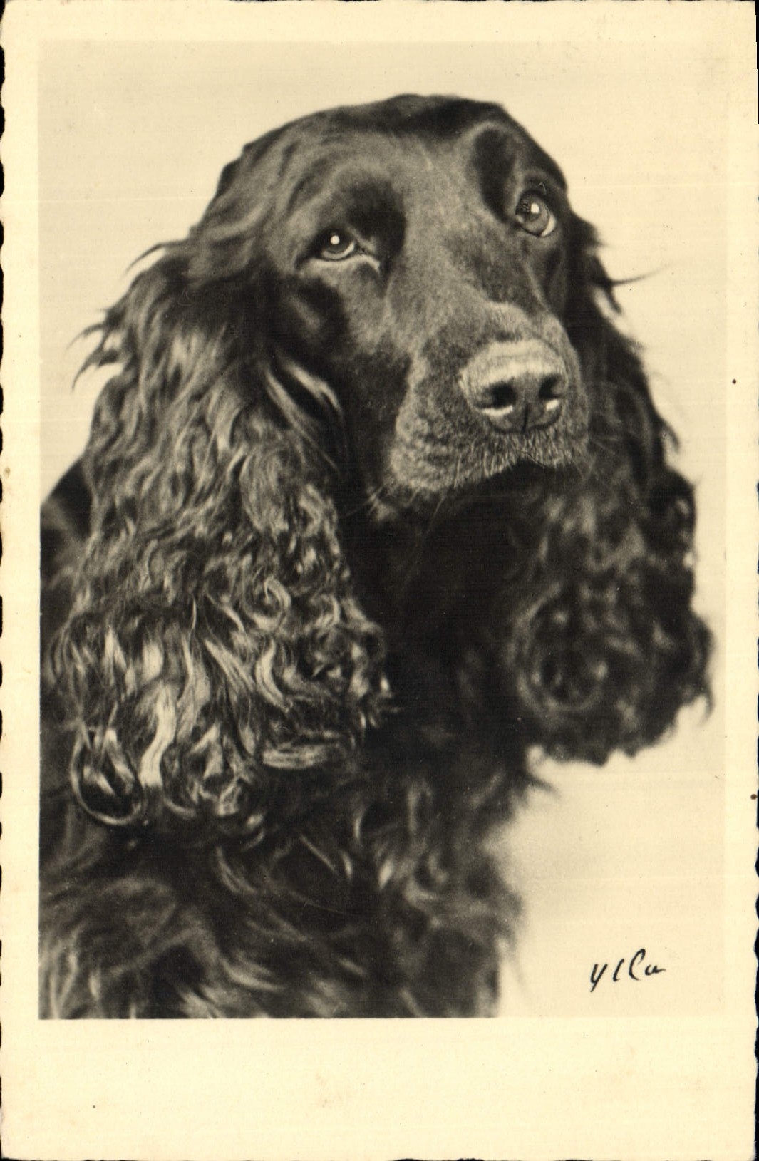 CPA Chiens Chien 