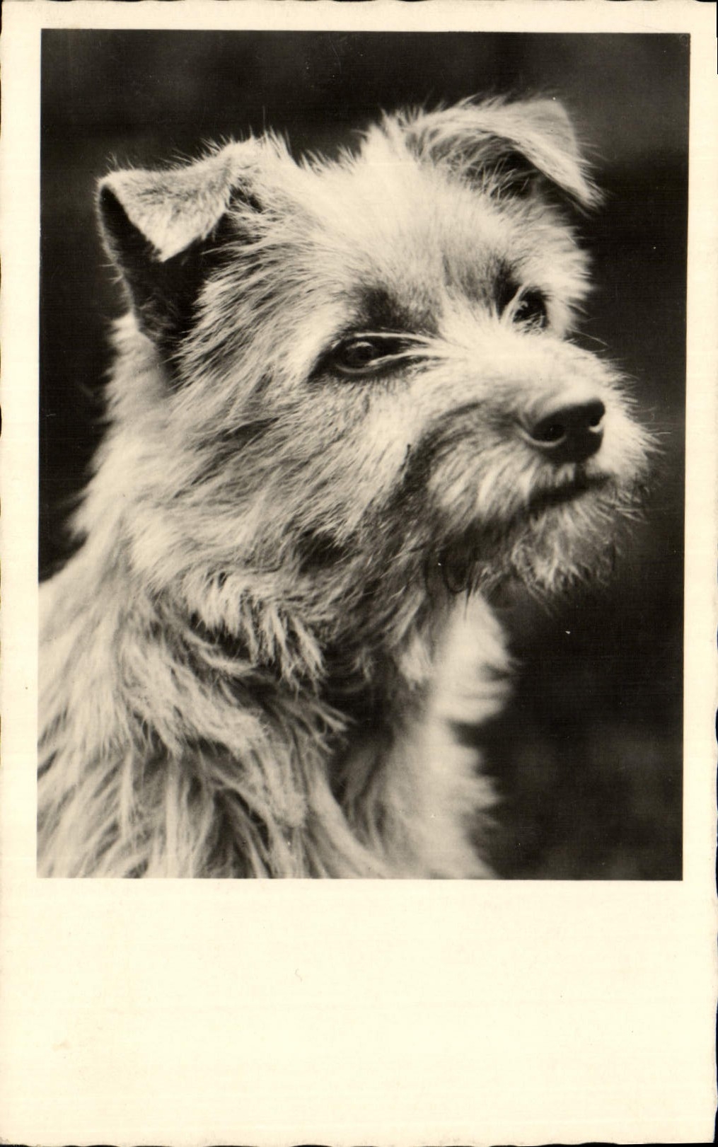 CPA Chiens Chien 