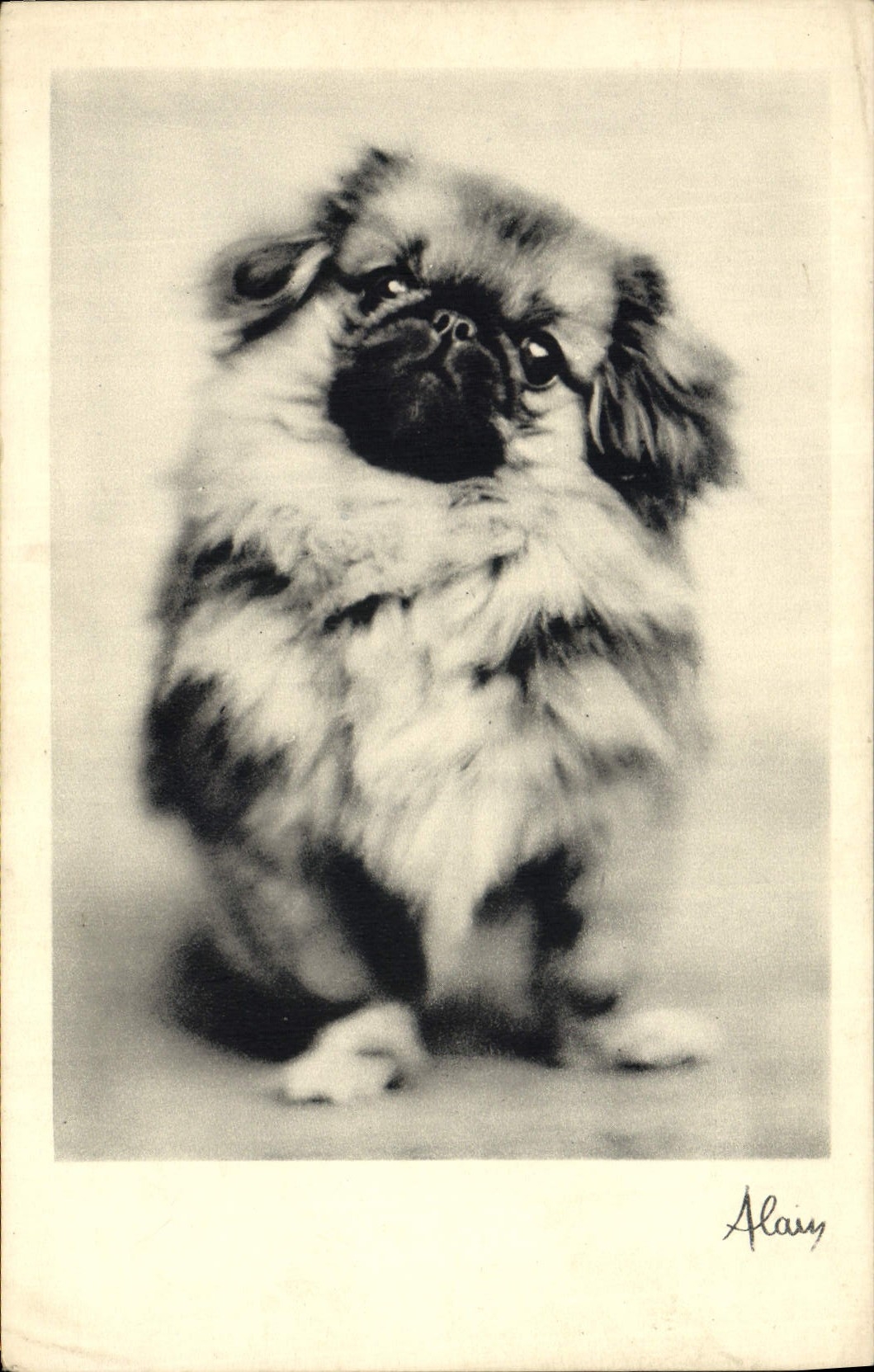 CPA Chiens Chien 