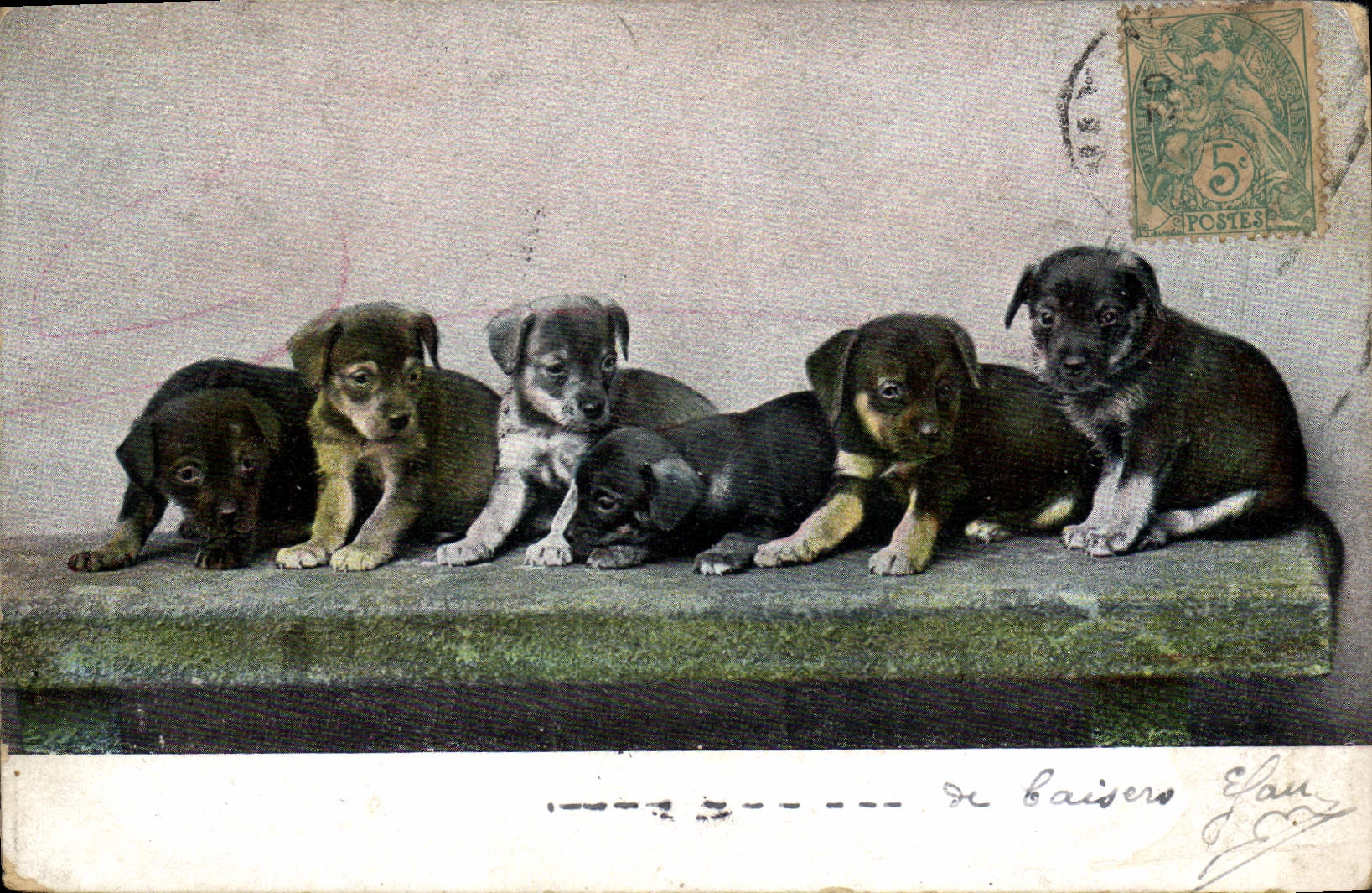 CPA Chiens Chien 