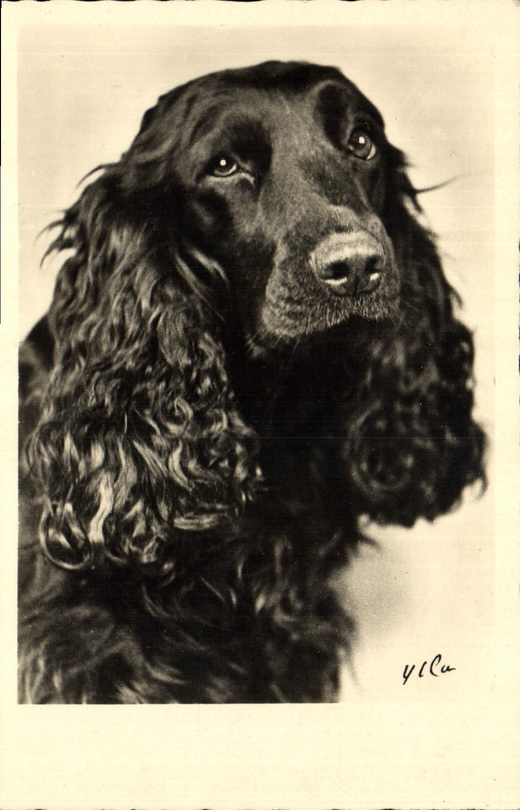 CPA Chiens Chien 