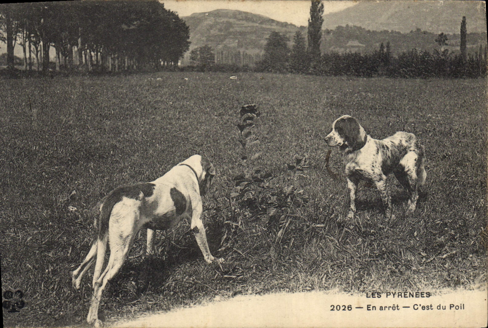 CPA Chiens Chien Pyrenees En arret C'est du poil 