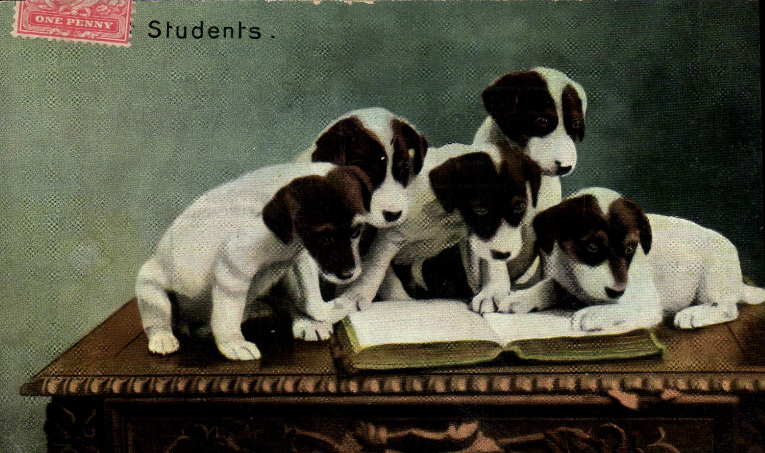 CPA Chiens Chien Students 