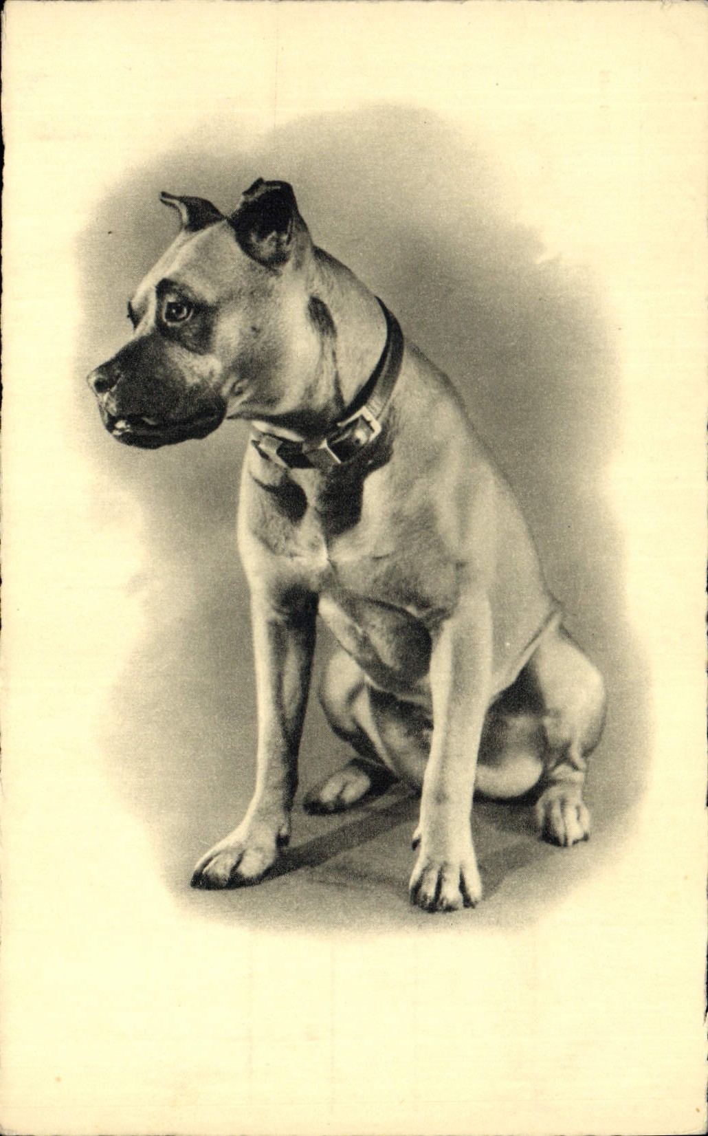 CPA Chiens Chien 