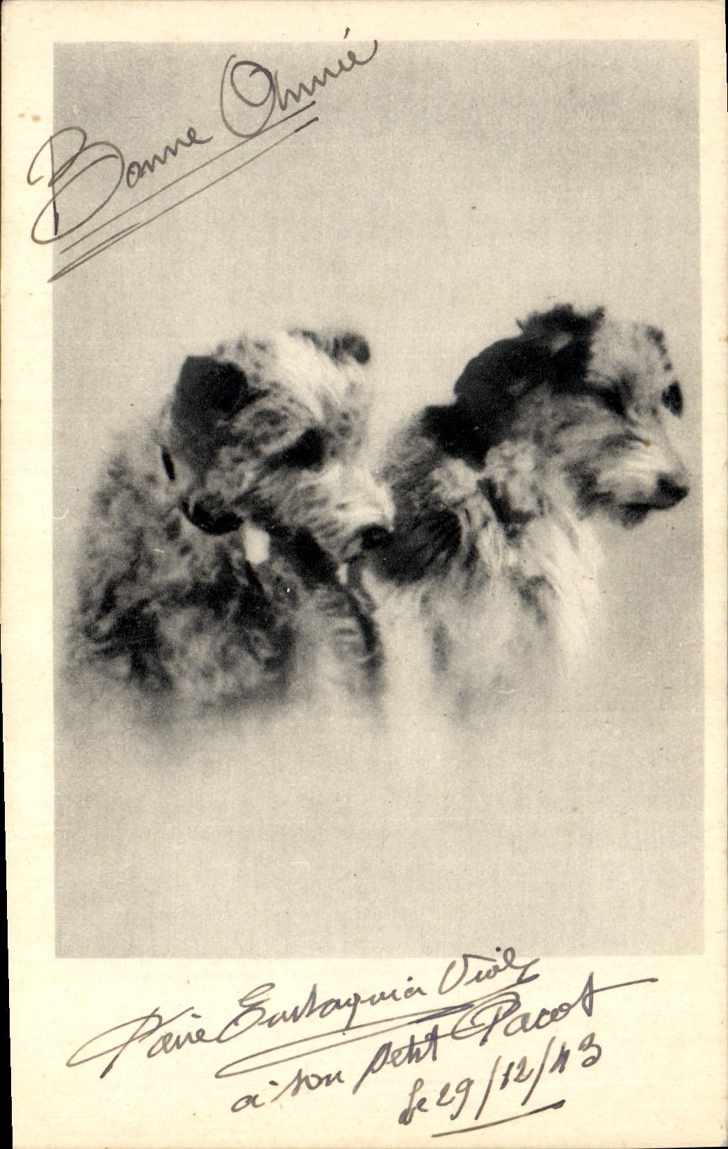 CPA Chiens Chien 