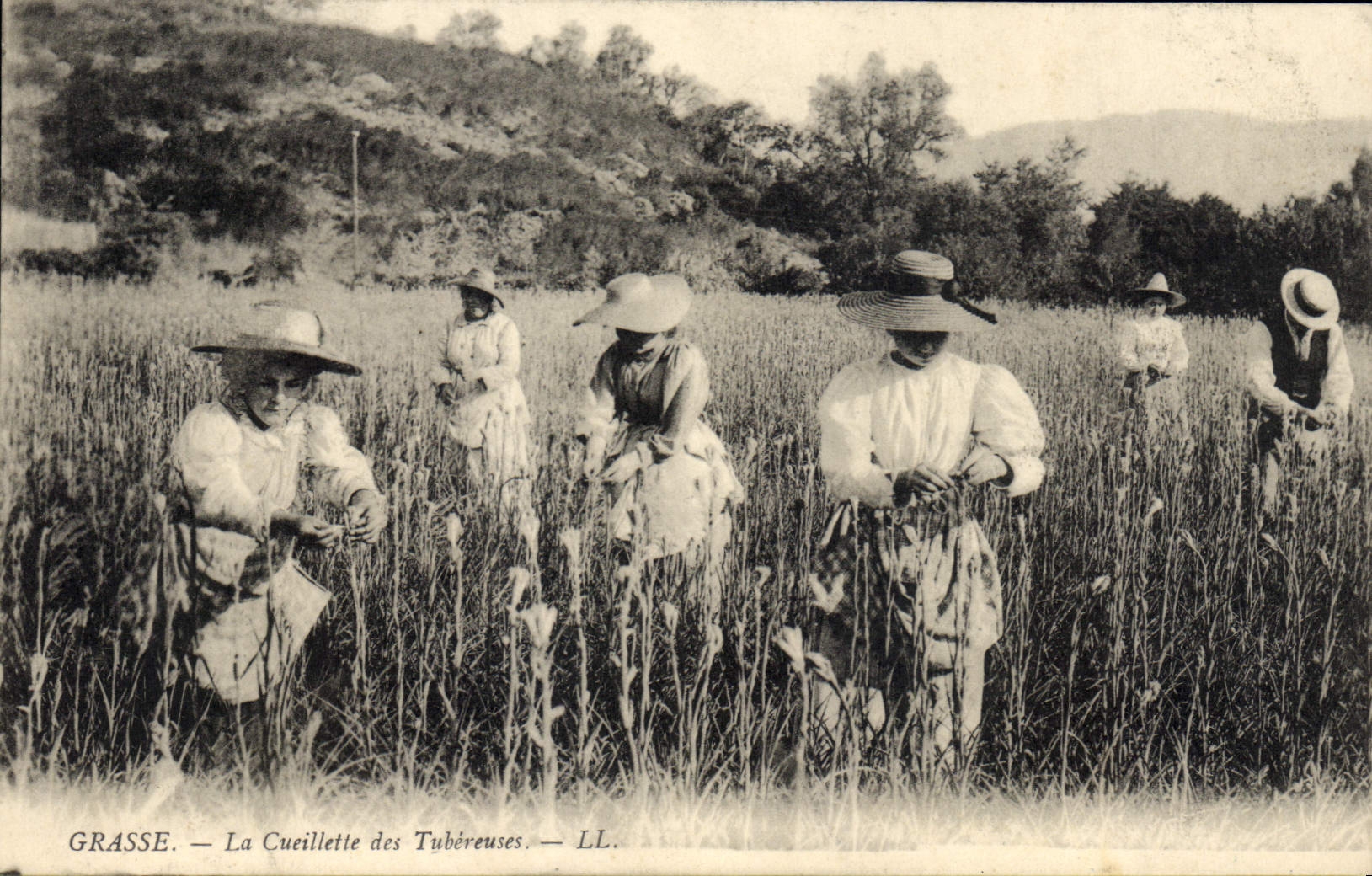 Vintage Postcard Fatty Gathering of the tuberoses