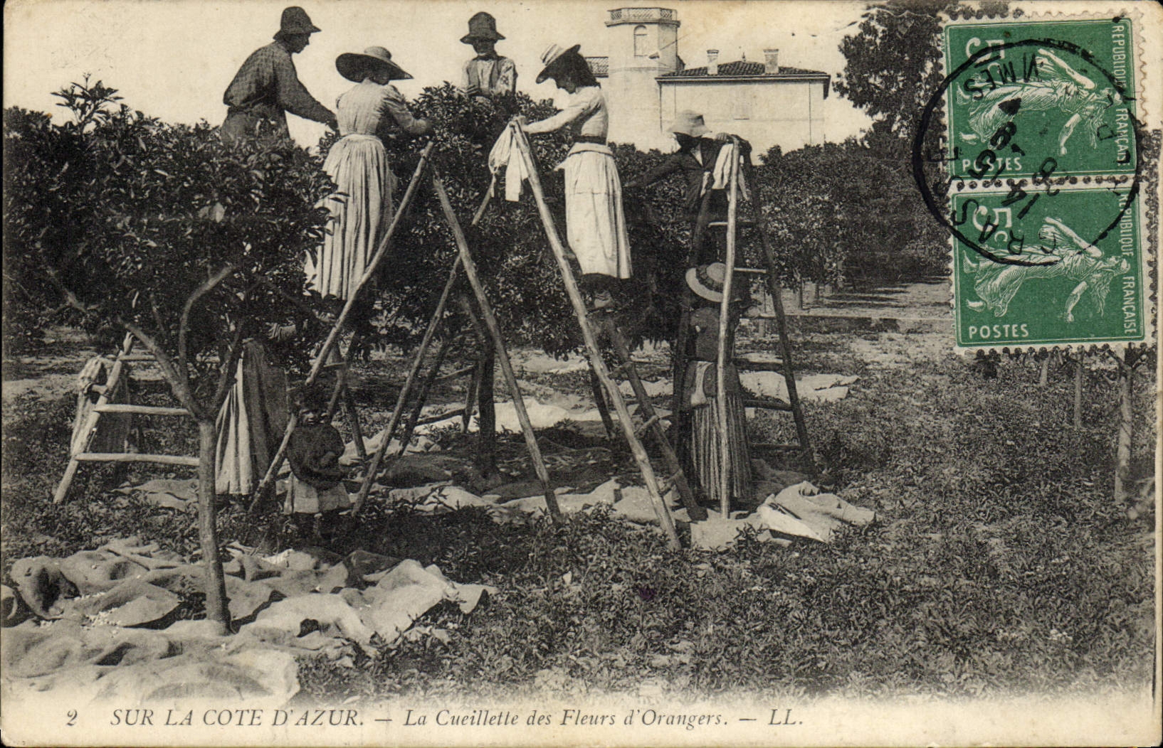 Vintage Postcard Cueillette of the flowers of orange trees Dimensions Azure