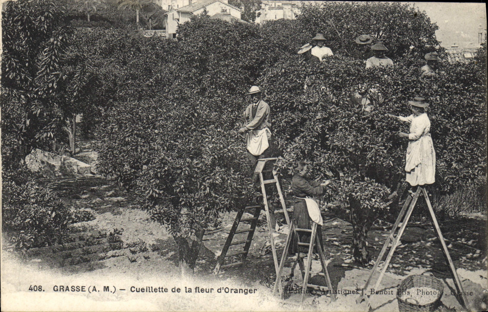 Vintage Postcard Gathering of the Fatty flower of orange tree