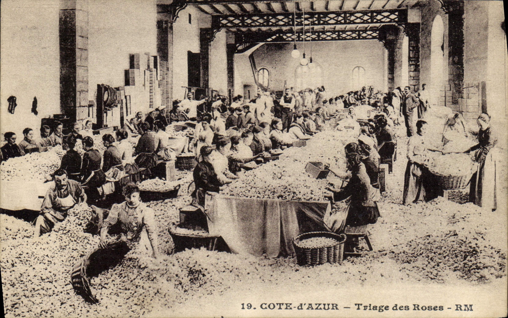 Postal Recolección Selección de las rosas Costa Azul