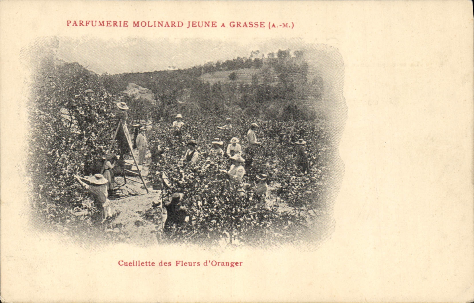 Vintage Postcard Cueillette of the flowers of orange tree Parfumerie Molinard Jeune has Grasse