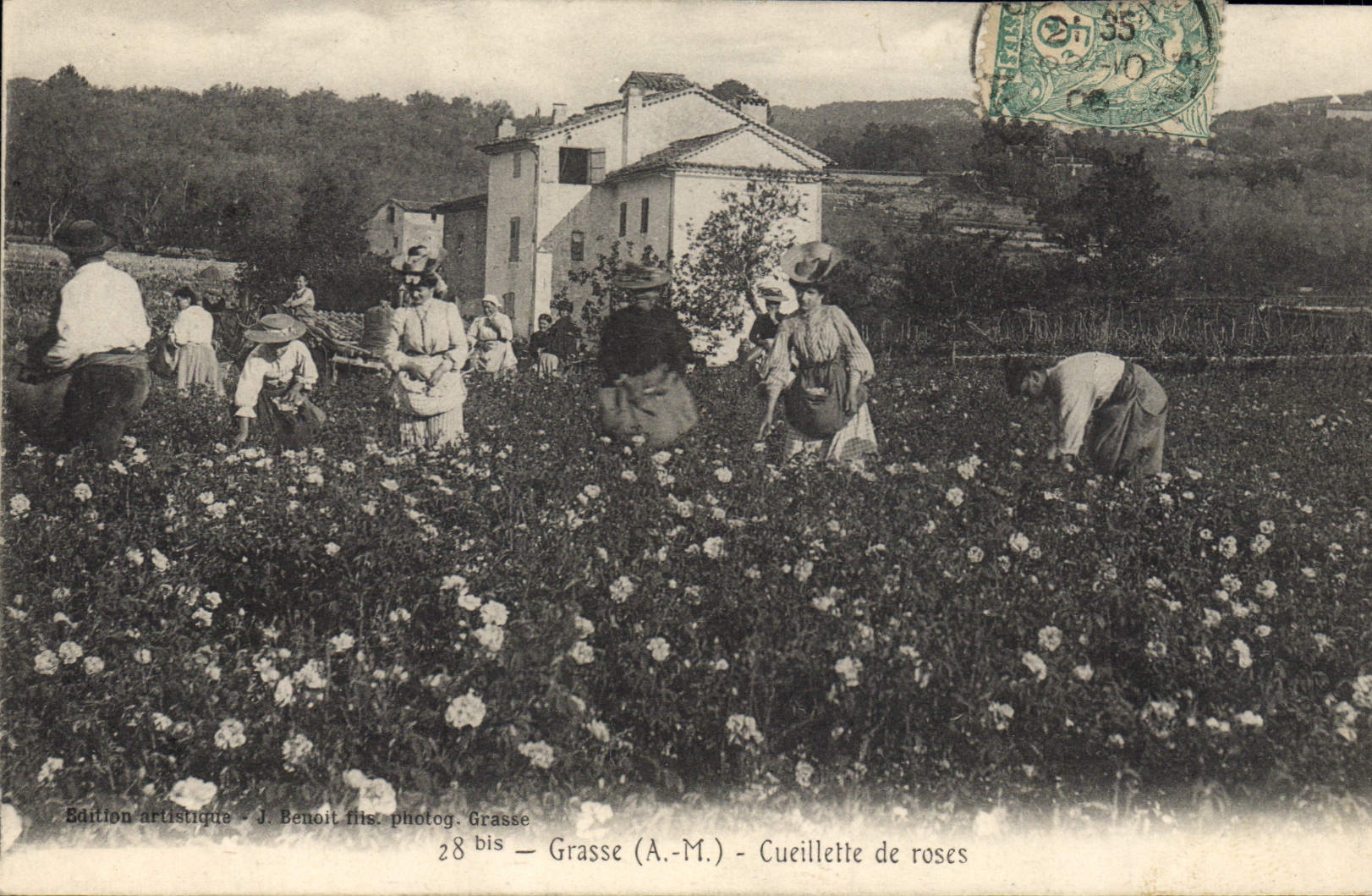CPA Cueillette de roses Grasse TOP 
